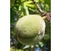 Almond Sweet Oil Virgin Organic - Prunus amygdalus dulcis