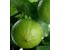 Bergamot - Citrus bergamia