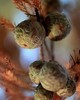 Cypress - Cupressus sempervirens