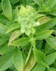 Basil sweet ct. chavicol - Ocimum basilicum