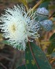 Eucalyptus Smithii - Eucalyptus smithii
