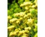 Helichrysum - Helichrysum italicum