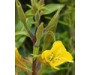 Evening Primrose Oil Organic - Oenothera biennis