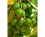 Macadamia Oil Virgin Organic - Macadamia integrifolia