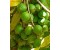 Macadamia Oil Virgin Organic - Macadamia integrifolia
