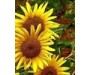 Sunflower Oil Organic 有機葵花籽油