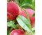 Peach Kernel Oil - Prunus persica