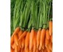 Carrot Infused Oil Organic - Daucus carota