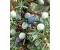 Juniperberry - Juniperus communis