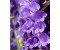 Lavender High Alpine - Lavandula angustifolia