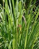 Lemongrass - Cymbopogon flexuosus