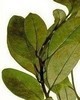 Ravensara Organic - Ravensara aromatica
