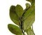 Ravensara Organic - Ravensara aromatica