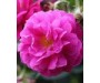 Rose Otto - Rose damascena