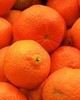 Tangerine - Citrus reticulata
