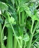 Celery Seed - Apium graveolens