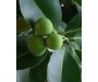 Tamanu Oil Organic - Calophyllum inophyllum