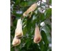 Peru Balsam - Myroxylon pereirae