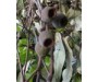 Eucalypus Lemon Scented - Eucalyptus citriodora