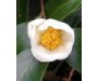Camellia Oil Organic 有機山茶花籽油