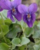 Violet Leaf Absolute - Viola odorata