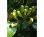 Clove Bud - Syzygium aromaticum
