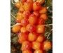 Seabuckthorn Fruit Oil Virgin - Hippophae rhamnoides