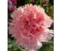 Carnation Absolute - Dianthus caryophyllus