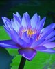 Blue Lotus Absolute - Nymphaea caerulea