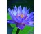 Blue Lotus Absolute - Nymphaea caerulea