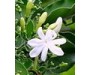 Jasmine Auriculatum Absolute - Jasminum auriculatum