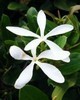 Jasmine Grandiflorum Absolute - Jasminum grandiflorum