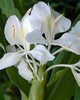 White Ginger Lilly Absolute - Hedychium coronarium