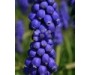 Hyacinth Absolute - Hyacinthus orientalis L.