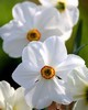 Narcissus Absolute - Narcissus poeticus L