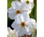 Narcissus Absolute - Narcissus poeticus L