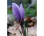 Saffron Absolute - Crocus sativus