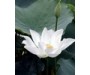 White Lotus Absolute Wild - Nelumbo nucifera