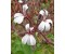 Geranium Wild - Pelargonium graveolens