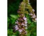 Spearmint Wild - Mentha spicata