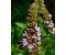 Spearmint Wild - Mentha spicata