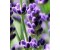 Lavender CO2 - Lavandula Officinalis