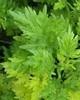 Mugwort Organic - Artemisia vulgaris