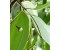 Cassia - Cinnamomum cassia