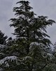 Cedarwood Himalayan Wild - Cedrus deodara