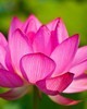 Lotus Pink Absolute 粉紅蓮原精