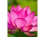 Lotus Pink Absloute - Nelumbo nucifera