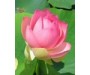 Pink Lotus Absloute - Nelumbo nucifera