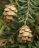 Spruce Wild - Tsuga canadensis