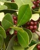 Laurel Leaf Organic - Laurus nobilis